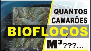 BIOFLOCOS  QUANTOS CAMARÕES POR M³ [upl. by Eintruok]