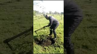 Taking care of fruit trees Grafted mangoes amp avocados [upl. by Alfeus]