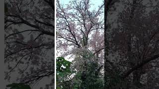 Cherry blossom trees short [upl. by Anyak351]