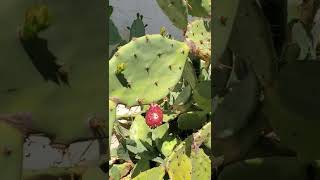 Nopal Cactus Heals The Pancreas [upl. by Ahsemrac]