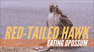 🌲🦅 REDTAILED HAWK EATING OPOSSUM ☠ Interesting Nature Wildlife in my Neighborhood 🤭🧐 [upl. by Janiuszck891]