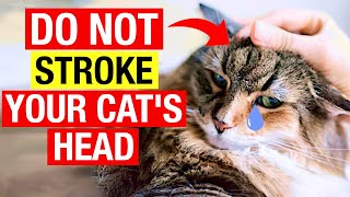 You Need to Know Before Petting Your Cats Head [upl. by Notxam]