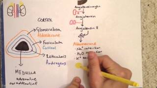 Adrenal Gland Anatomy Physiology and Cushings Disease [upl. by Conal]