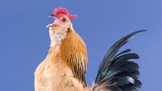 Hen vlogs  Rooster crowing  murga ki azan [upl. by Anahahs]