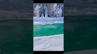 Winter Dog Snow River Tree Forest in Kanas Altay Xinjiang China [upl. by Notnats187]