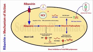 Topic 48 Antiviral Drugs  Ribavirin Anti Hepatitis C Virus Drug  Mechanism of Action  Antiviral [upl. by Rey]