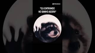 PEDRO PEDRO PEDRO 🦝 memes pedropedro viral macaquiz [upl. by Atinra]