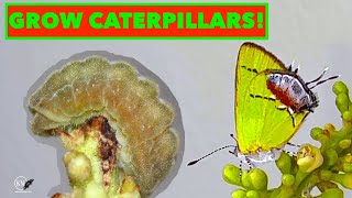 HOW TO FEED HAIRSTREAK CATERPILLARS BREEDING THE AMETHYST HAIRSTREAK [upl. by Malan]