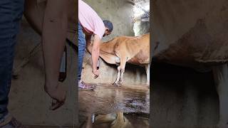 IV injection and intravenous infusion of calcium in jugular veinsaline setting in a cow [upl. by Engamrahc]