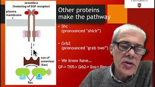 43 How is ras involved in signaling [upl. by Anaugal]