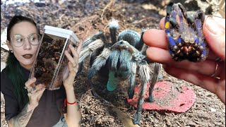 Pulling SO MANY FREAKING MOLTS and FEEDING my Tarantulas [upl. by Aneetsirhc455]