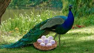 How Peahen Laying Eggs And The Eggs Hatching To Cute Peachick [upl. by Assirroc762]