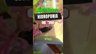 aprende hidroponia en casa cultivarencasa jardin cultivaencasa plantas cultivoshidroponicos [upl. by Thinia]