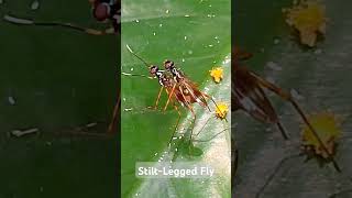 StiltLegged Fly insects [upl. by Ericksen73]