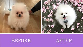 How to Remove Tear Stains on White Pomeranians [upl. by Llerred684]