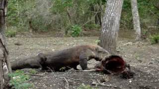 Komodo Dragon eating deer 3 [upl. by Malvina]