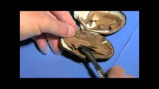 Clam Dissection Student Cut 2 for Lesson Plan [upl. by Ogires]