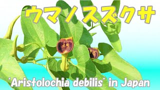 ウマノスズクサAristolochia debilis in Japan [upl. by Asiluj]