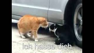 Sprechende Katzen  Deutscher Untertitel [upl. by Lonier]