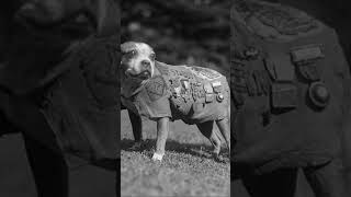 The Story of Real Sergeant Stubby [upl. by Eladal765]