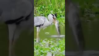 Crane Eating Fish shortvideo viralshorts shorts [upl. by Alica524]