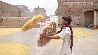 FRYUMS MANUFACTURING PROCESS  HOW PAPAD MADE IN FACTORY [upl. by Meda]