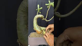 Program Bonsai Adenium [upl. by Enelez]