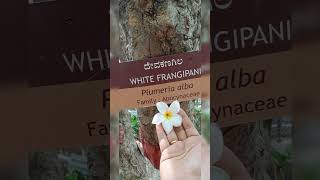 White Frangipani Flower [upl. by Ziza]