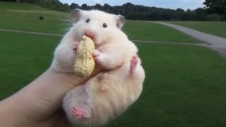 Big Hamster Going Outdoor with a Peanut [upl. by Reba]