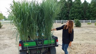 Planting the Most Glorious Ornamental Grasses 😍🌾💚  Garden Answer [upl. by Garvey]