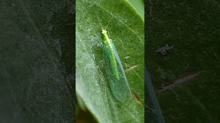 Tiny green insect 😱 insects [upl. by Ute]