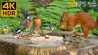 Cat TV for Cats to Watch 😺❤️ Eyecatching Birds and Red Squirrels 🐿 Nature Fun 4K HDR 60FPS [upl. by Sherl]