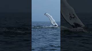 Humpback Whale Pod Showing Flukes when Diving shorts [upl. by Airahcaz]