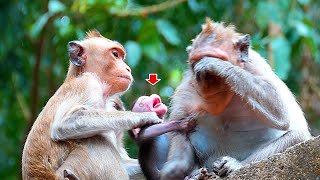 Last three weeks activities Old video  Real Angkor Monkey [upl. by Terrilyn79]