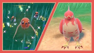 FULL ODDS SHINY TALONFLAME  Pokemon Violet Full Odds SBQ 1 [upl. by Apfel859]