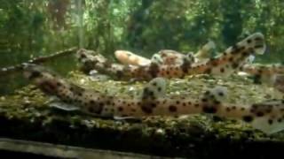 Catsharks and their babys  Katzenhaibecken  Aquazoo 4648 [upl. by Comfort]