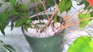 Carl Dion Laplante Ficus Propagation and Braiding [upl. by Asum]