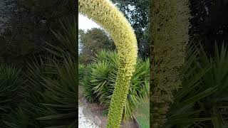 Foxtail Agave Attenuata Once in a lifetime bloom produces pups before dying flowergardenshorts [upl. by Enoek]