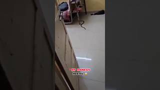 Snake in iit bombay hostel room 😭🐍iitbombay hostellife iitjee trending shorts explore [upl. by Ecnadnak]