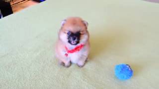 Male Pomeranian Puppy for Sale [upl. by Eiramana]