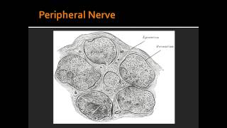 Peripheral Nerve [upl. by Annayt]