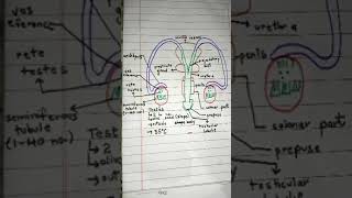 Male reproductive system easy diagram [upl. by Navac]