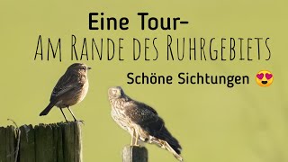 Traumhaft 😍 NaturFilm und Vogelfotografie quotwildlife amp birding in NRWquot [upl. by Anerys]