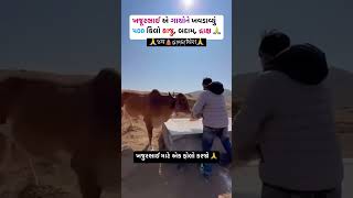 Gau rakshak khajur bhai ગૌ રક્ષક ખજૂરભાઈ khajurbhainewvideo [upl. by Deirdre]