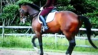 Dressur dressage [upl. by Annais]