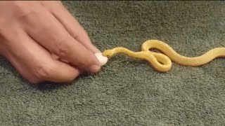 Tiny Snake Eats Egg [upl. by Hunter]