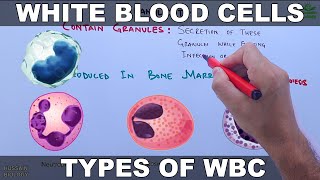 White Blood Cells  Leucocytes [upl. by Retsila]