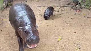 Baby Hippo Moo Deng 1 Hour [upl. by Aarika601]