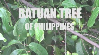 Norway Life  Its more fun in the Philippines  Batuan tree [upl. by Ahsaei920]