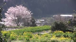 京都･大原 桜と菜の花 Cherry blossoms in Ōhara Kyoto201204 [upl. by Euqirat]